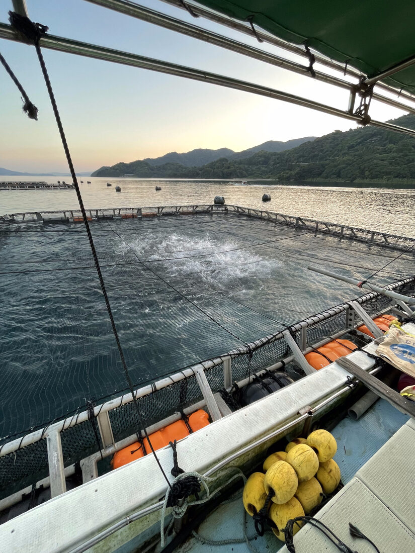獅子島の養殖いけす
